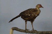 藍腹鷴藏品圖，第4張